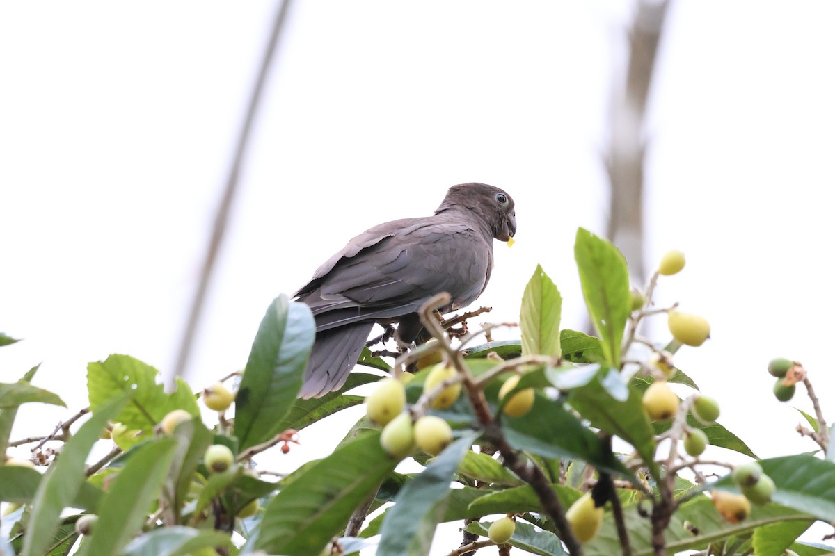 Lesser Vasa Parrot - ML642209867