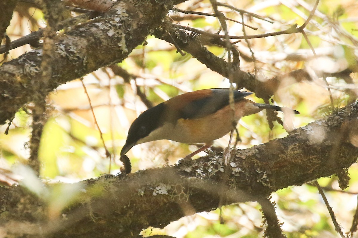 Black-headed Shrike-Babbler - ML642209868