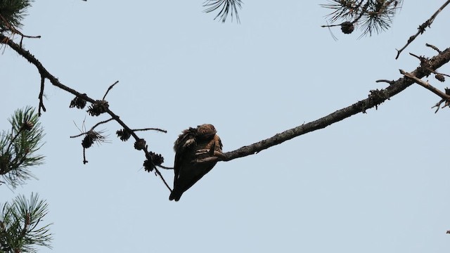 Common Nighthawk - ML642209870