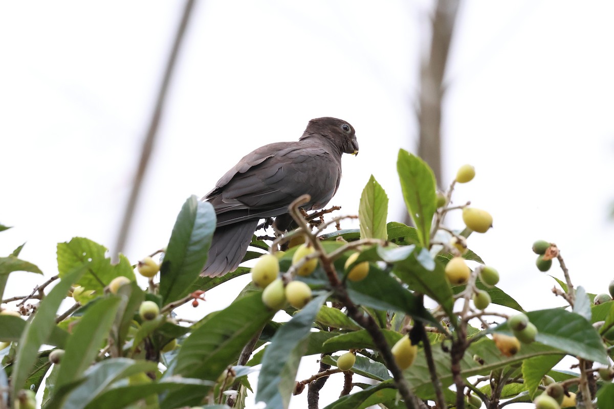 Lesser Vasa Parrot - ML642209873