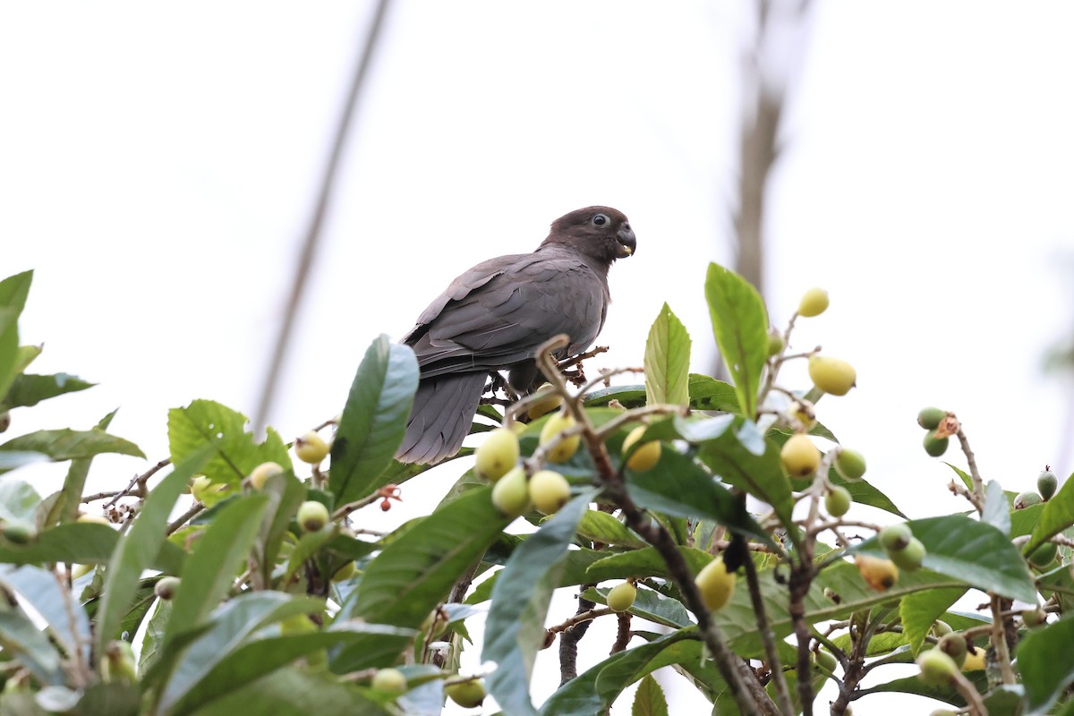 Lesser Vasa Parrot - ML642209877
