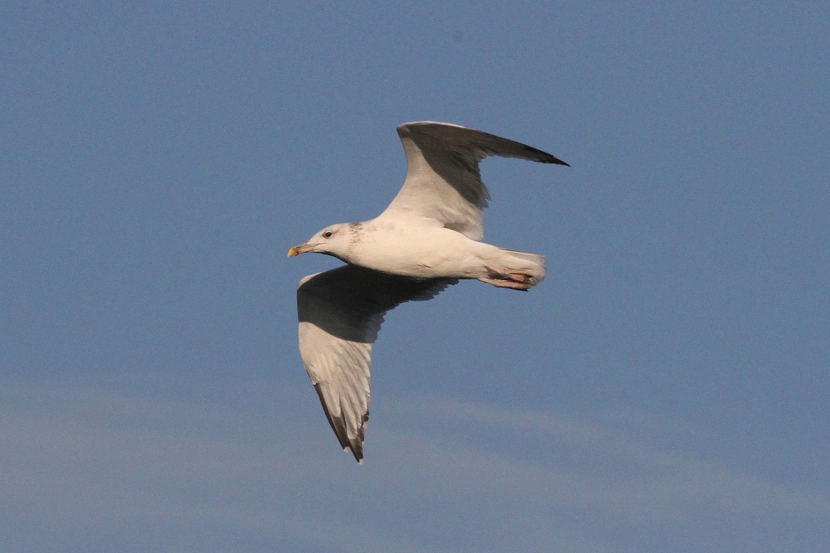 Caspian Gull - ML642209878