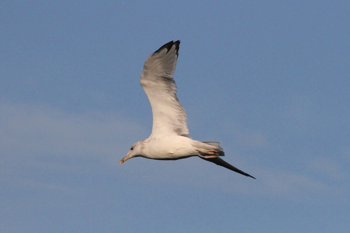 Caspian Gull - ML642209879