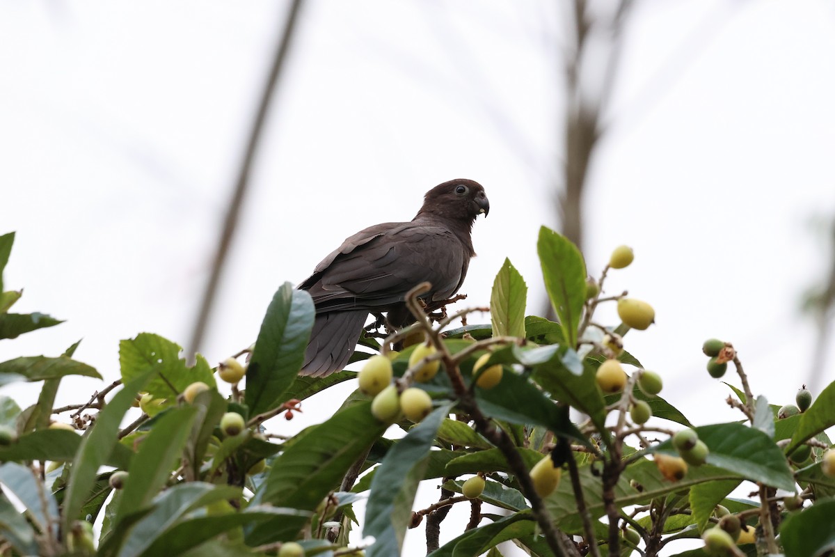 Lesser Vasa Parrot - ML642209885