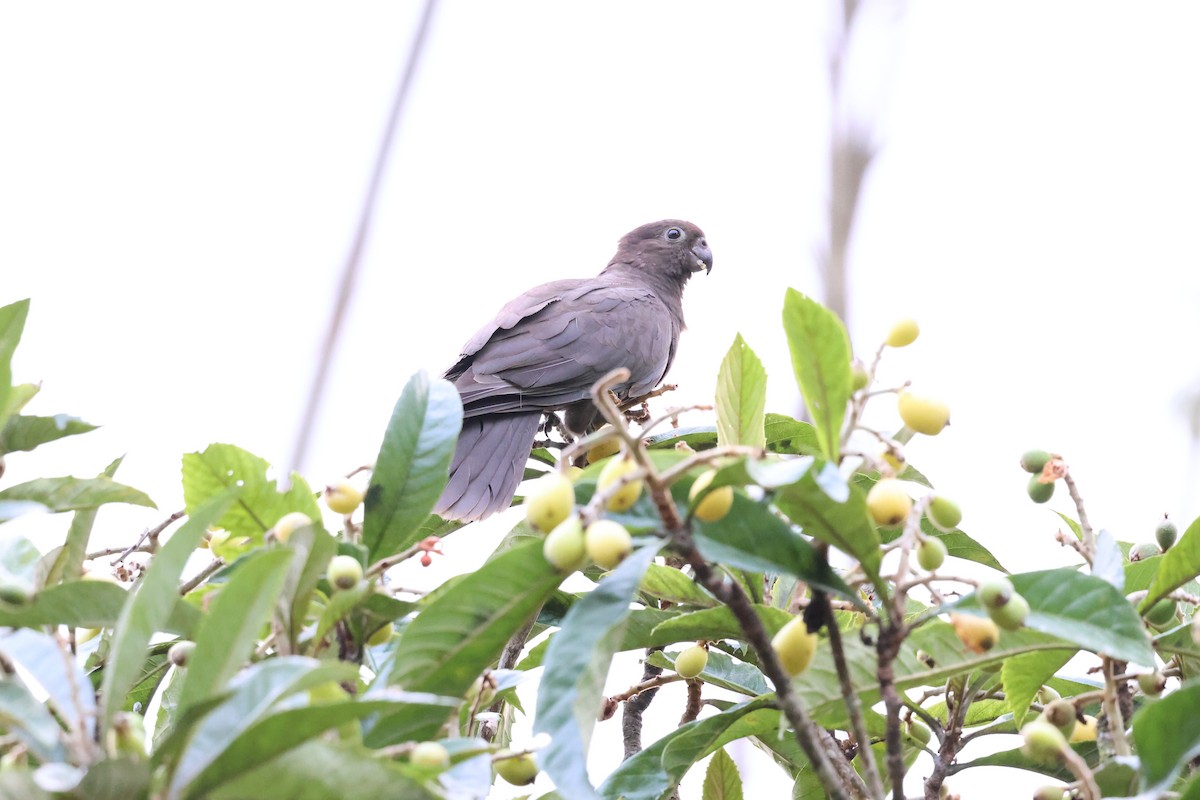 Lesser Vasa Parrot - ML642209889