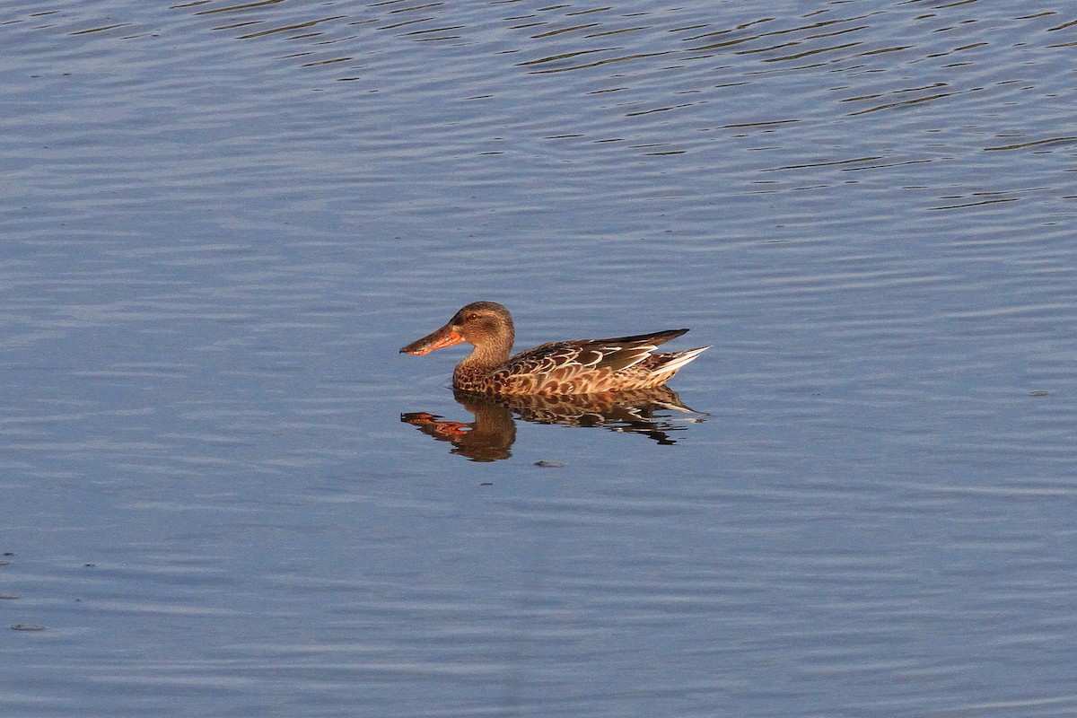 Northern Shoveler - ML642209890