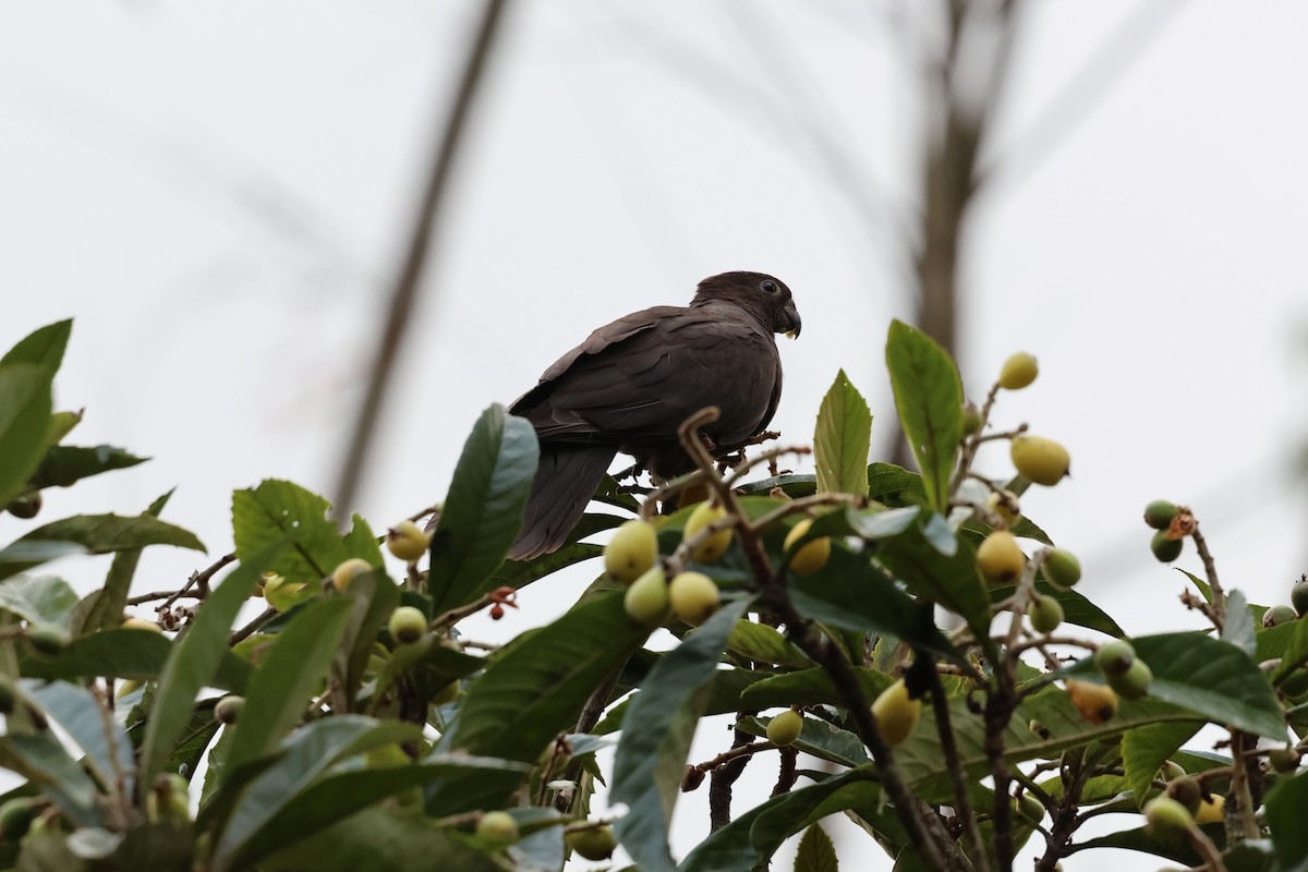 Lesser Vasa Parrot - ML642209893