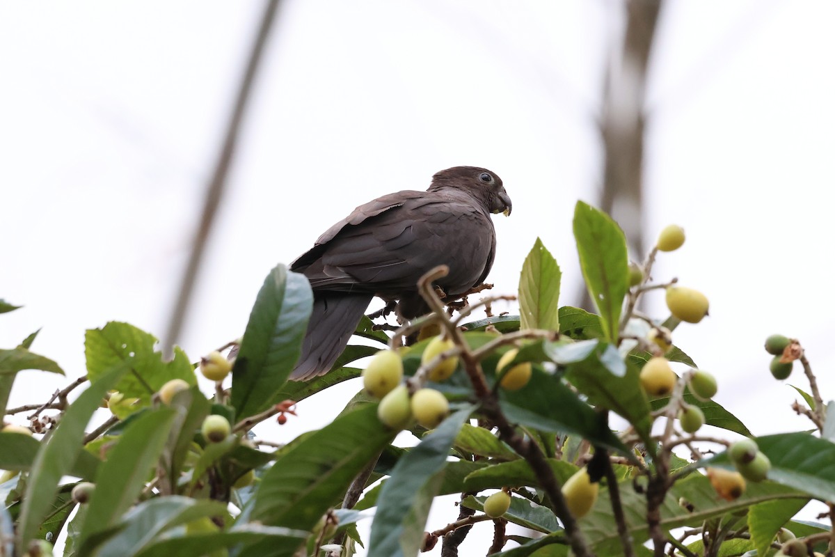 Lesser Vasa Parrot - ML642209902