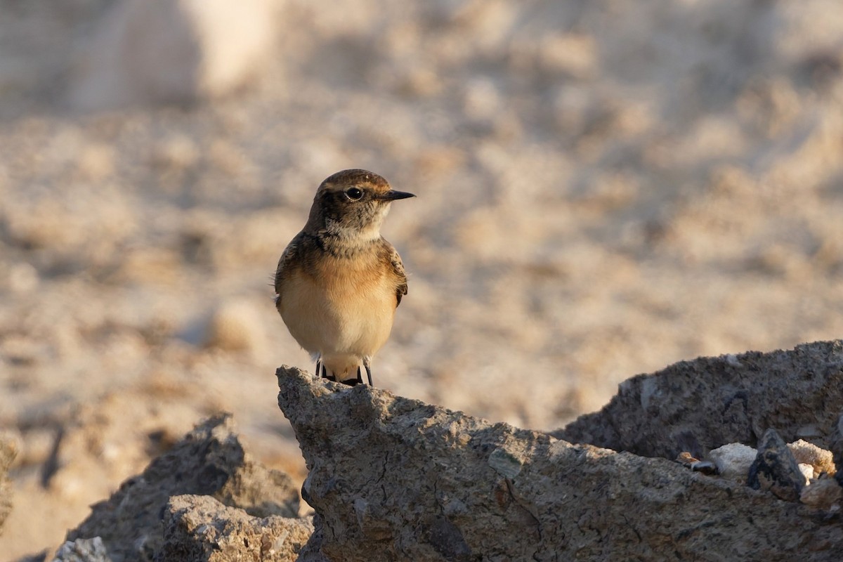 Pied Wheatear - ML642209904