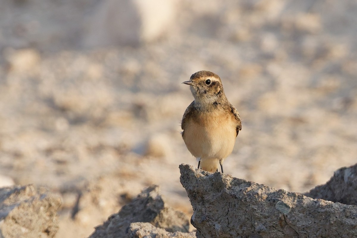 Pied Wheatear - ML642209905