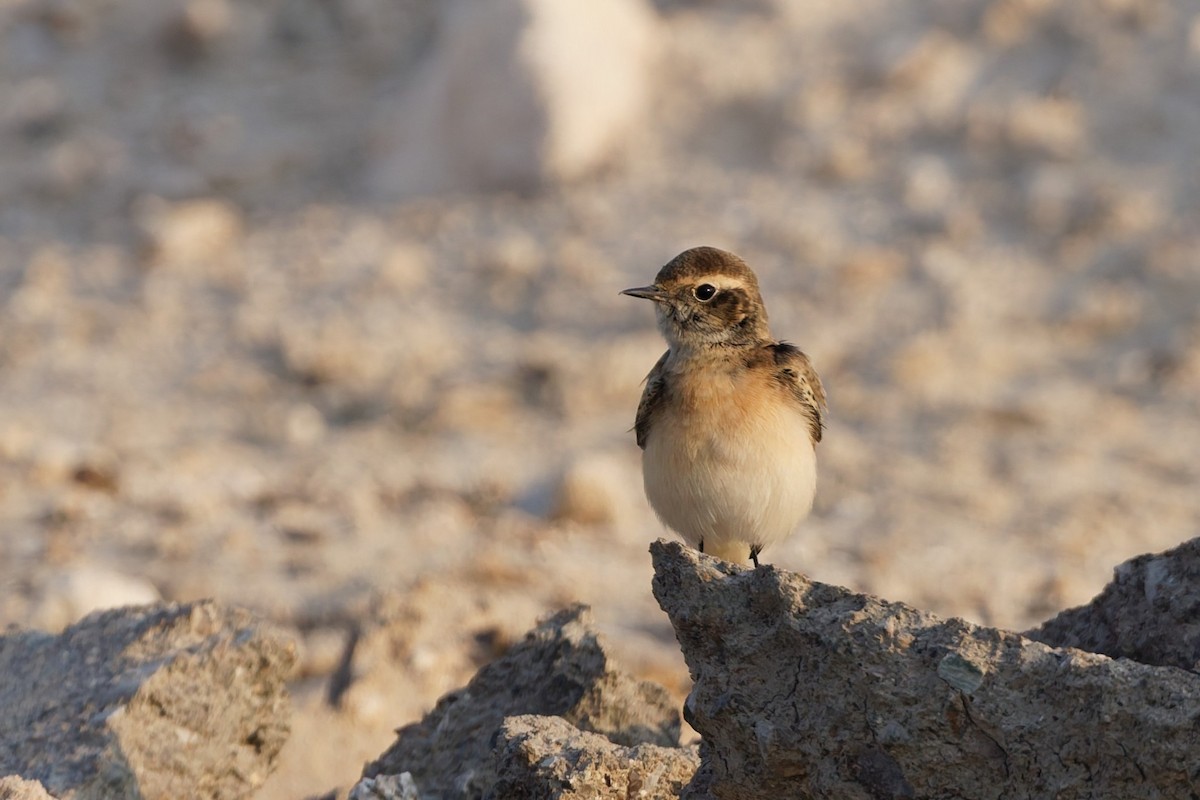 Pied Wheatear - ML642209907