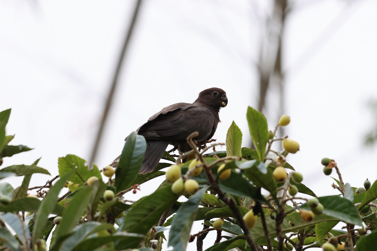 Lesser Vasa Parrot - ML642209910