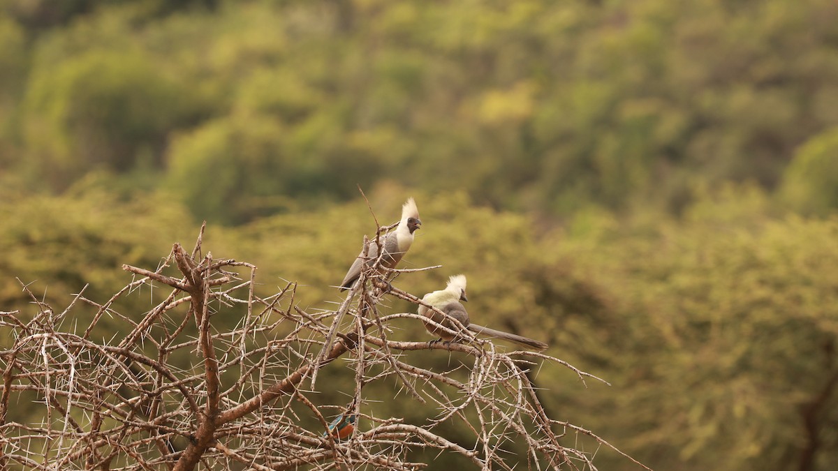 Bare-faced Go-away-bird - ML642209912