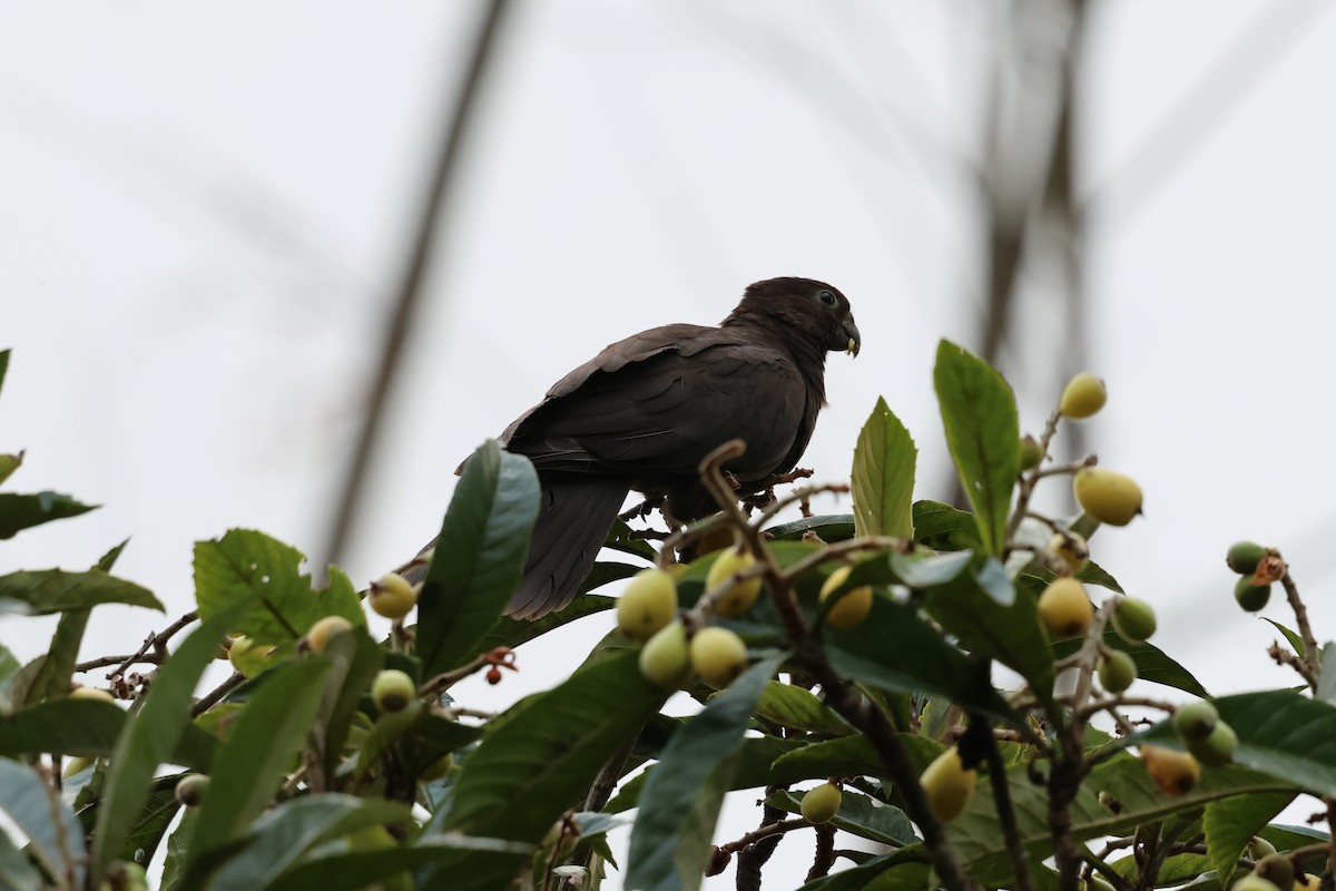 Lesser Vasa Parrot - ML642209929