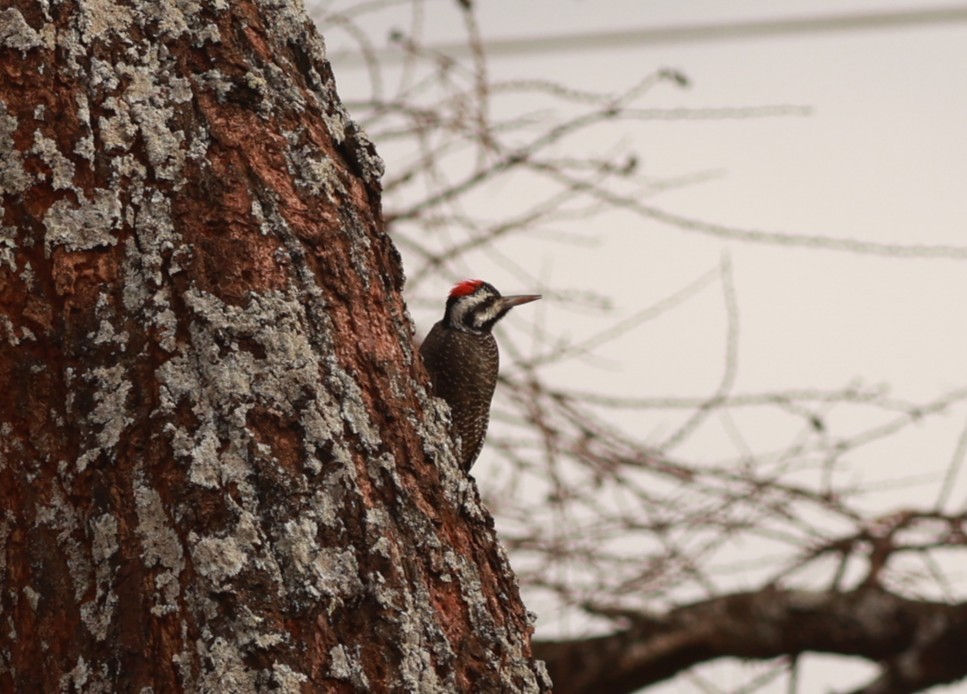 Bearded Woodpecker - ML642209941