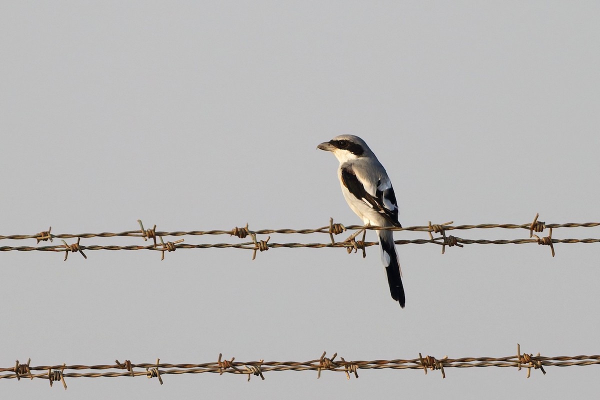 Great Gray Shrike (Arabian) - ML642209955