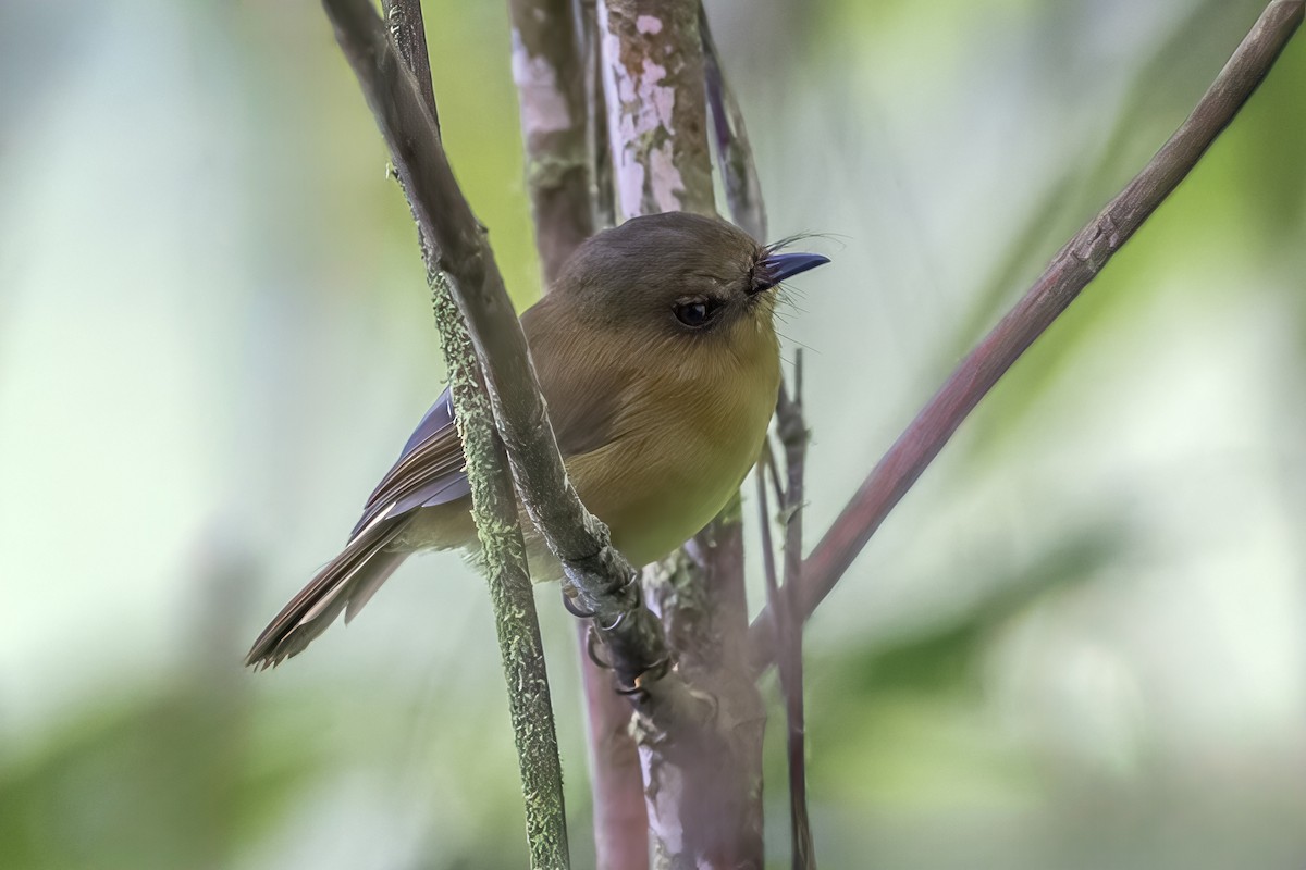 Bronze-olive Pygmy-Tyrant - ML642209973