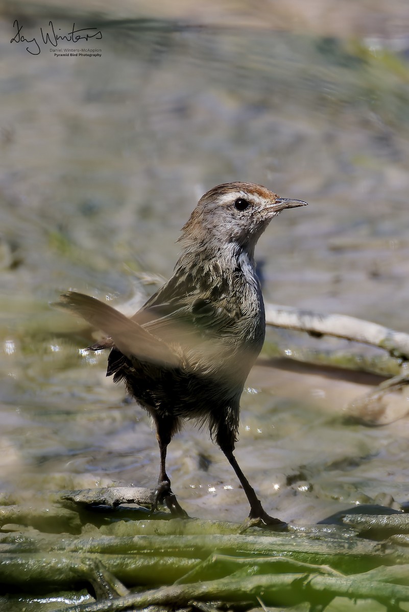 Little Grassbird - ML642210000