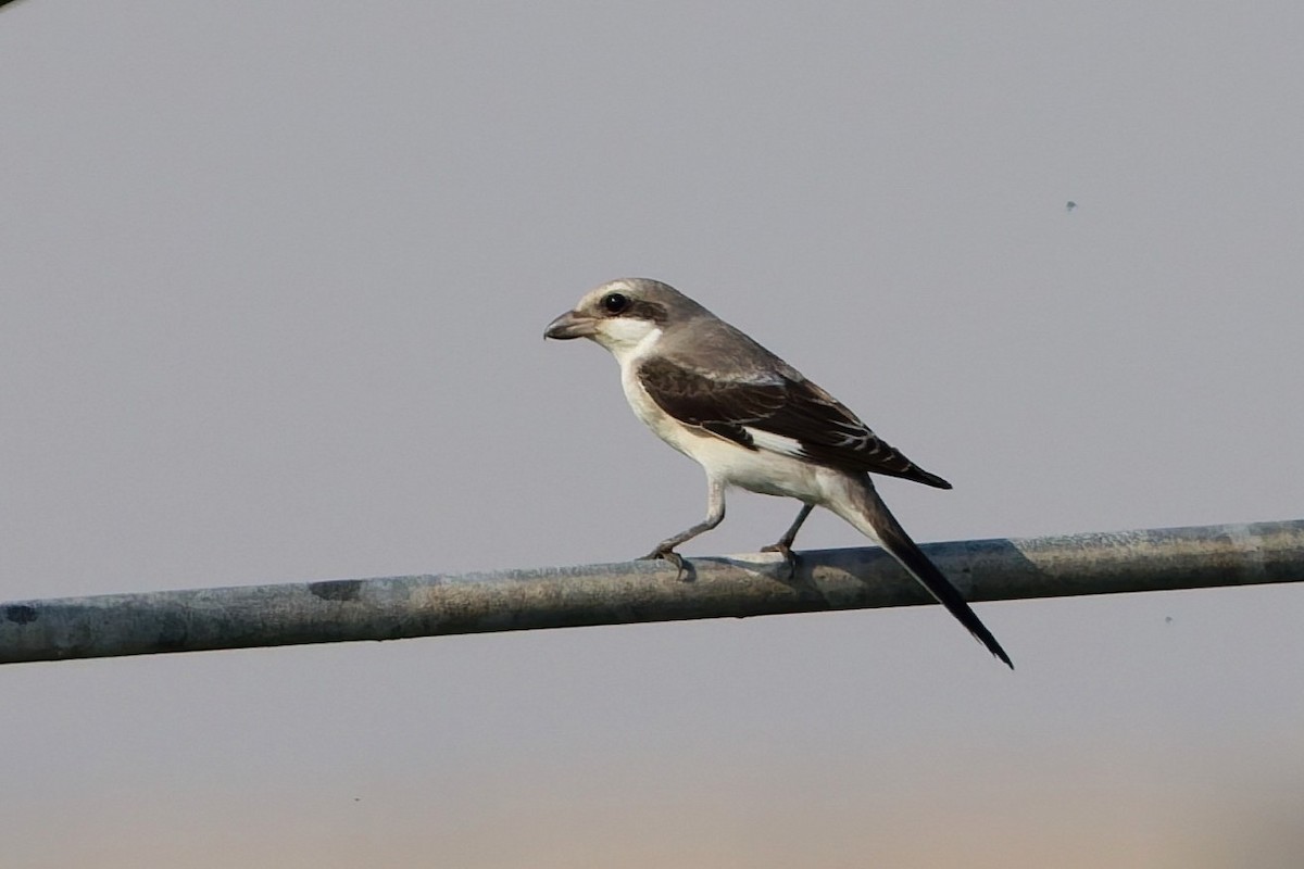 Lesser Gray Shrike - Simon Lloyd