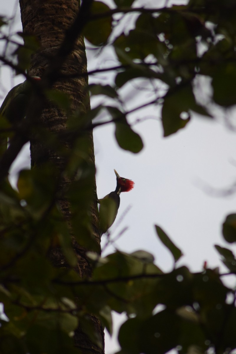 Pale-billed Woodpecker - ML642210025