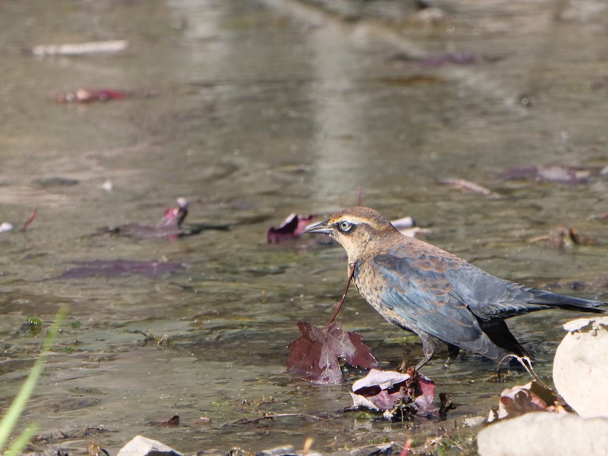 Rusty Blackbird - ML642210028