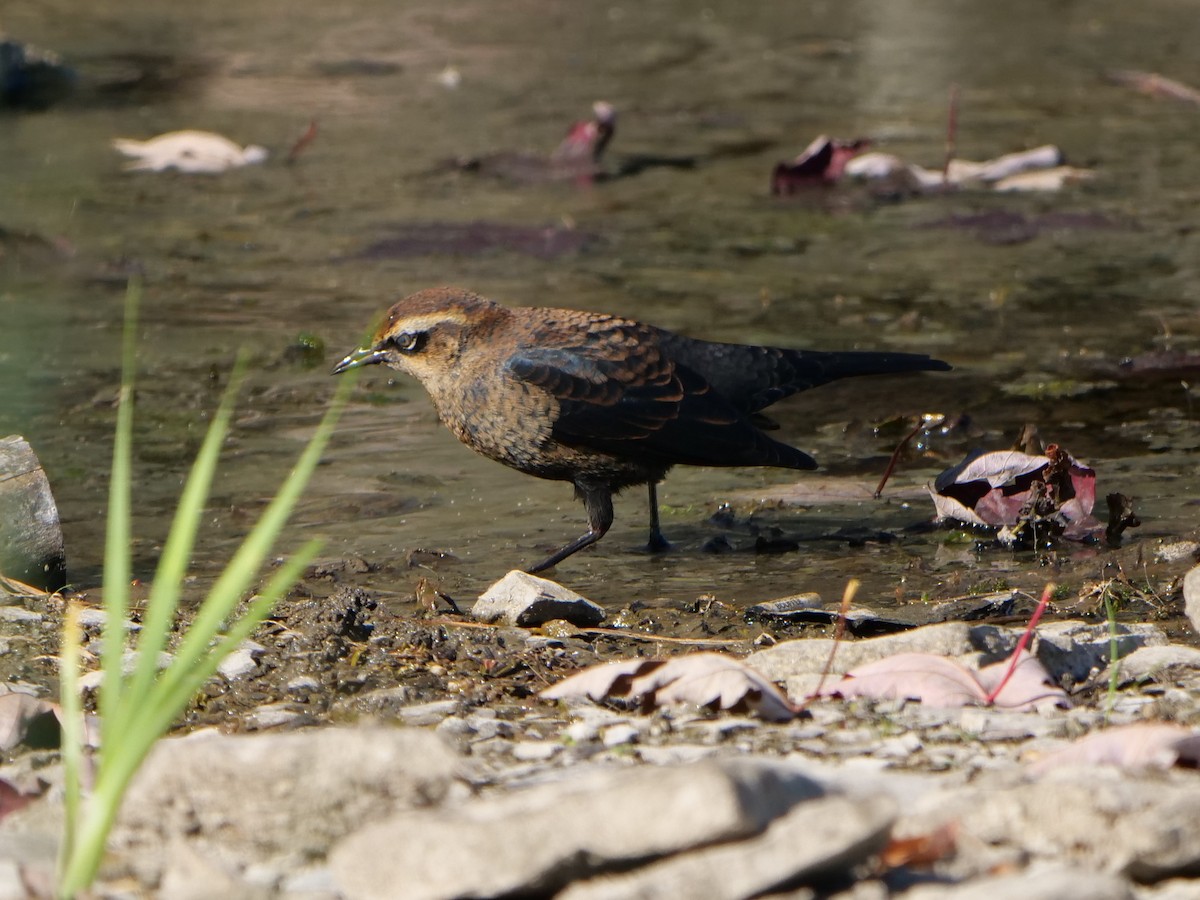Rusty Blackbird - ML642210029