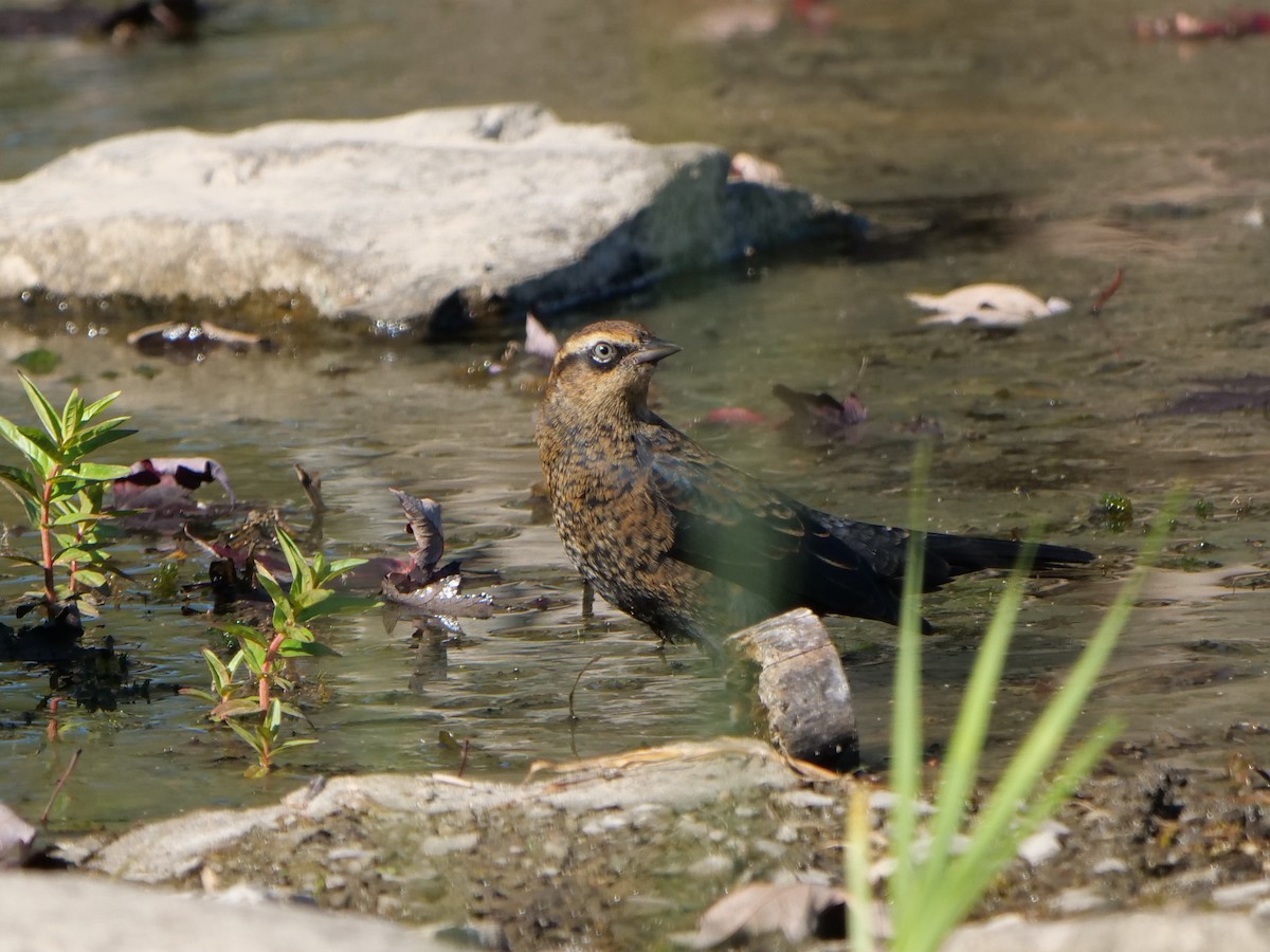 Rusty Blackbird - ML642210030