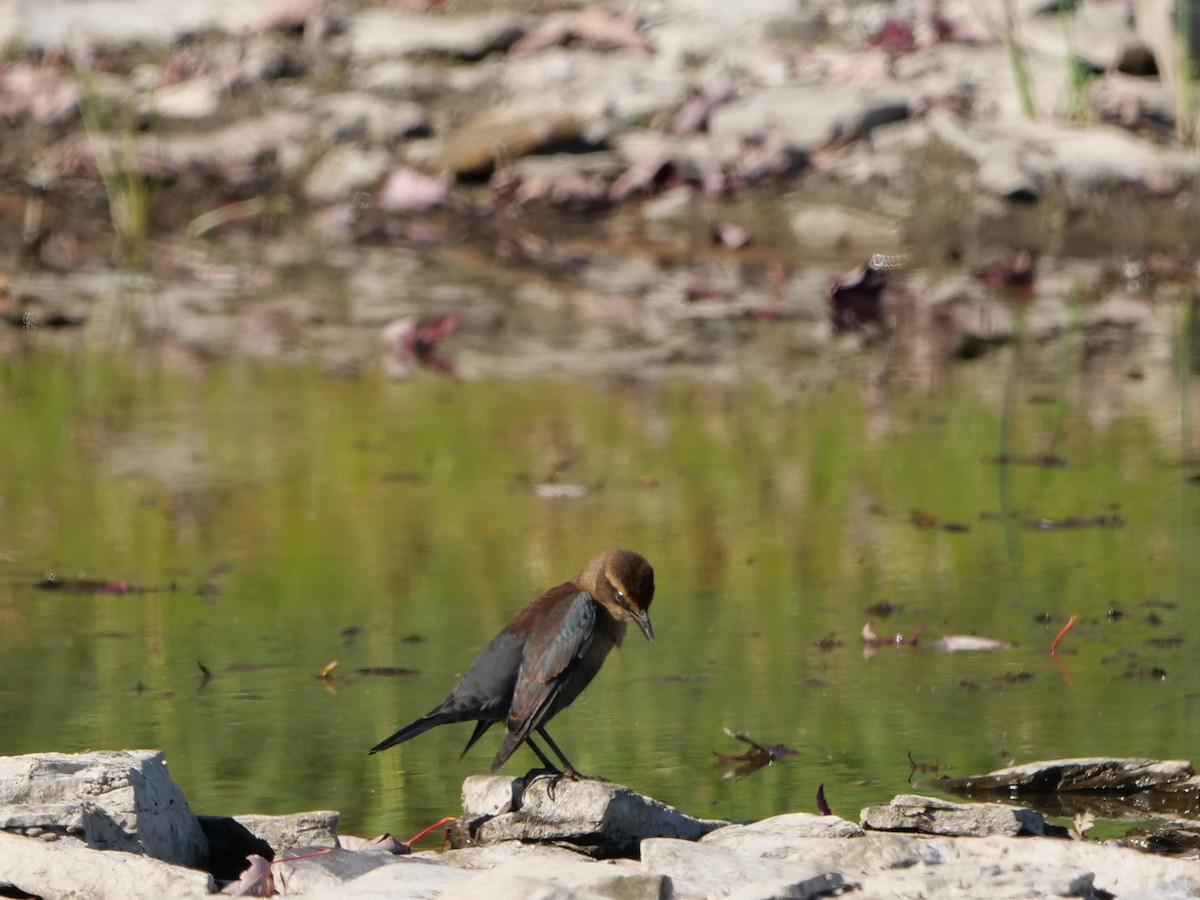 Rusty Blackbird - ML642210031