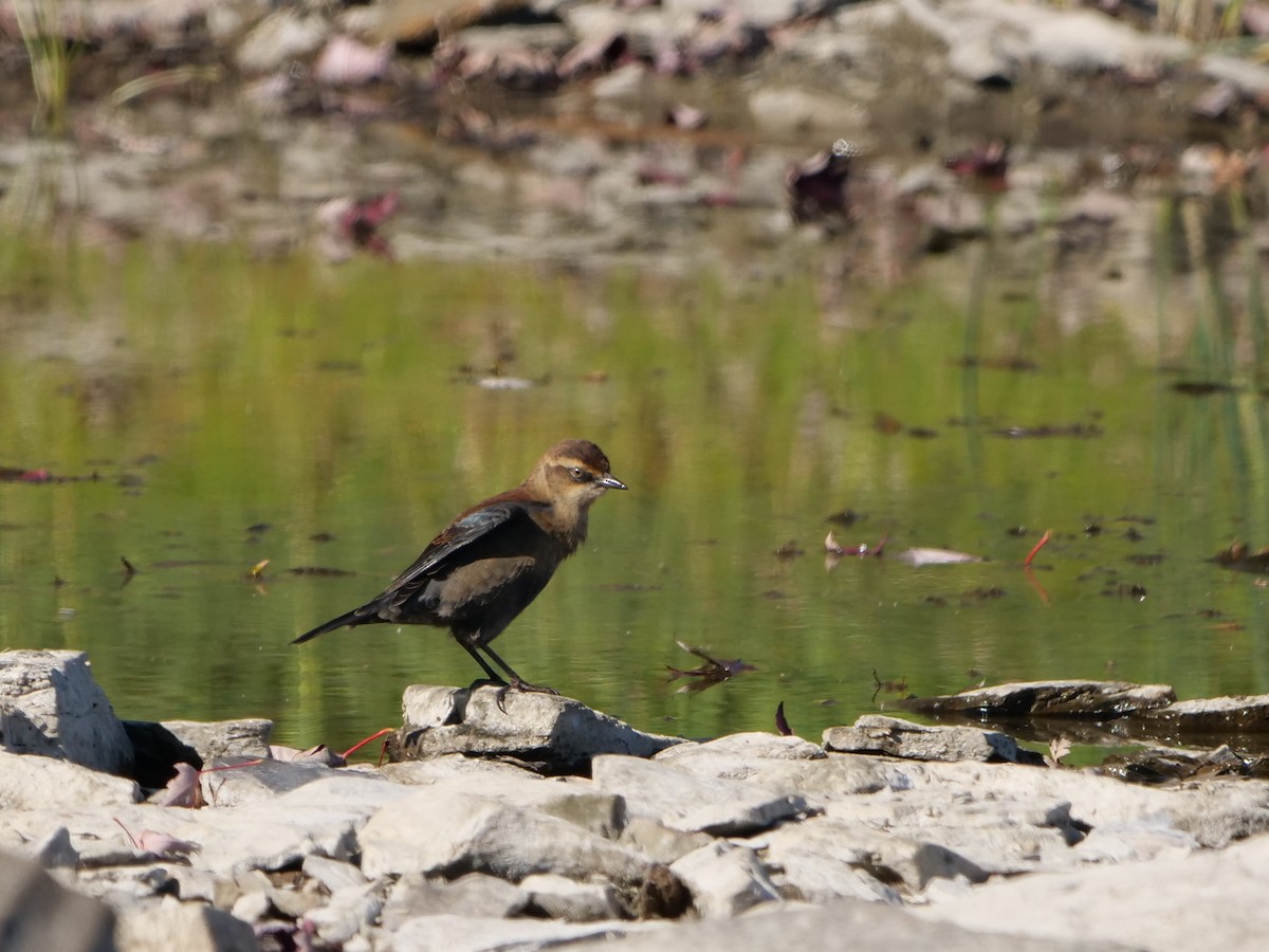Rusty Blackbird - ML642210032
