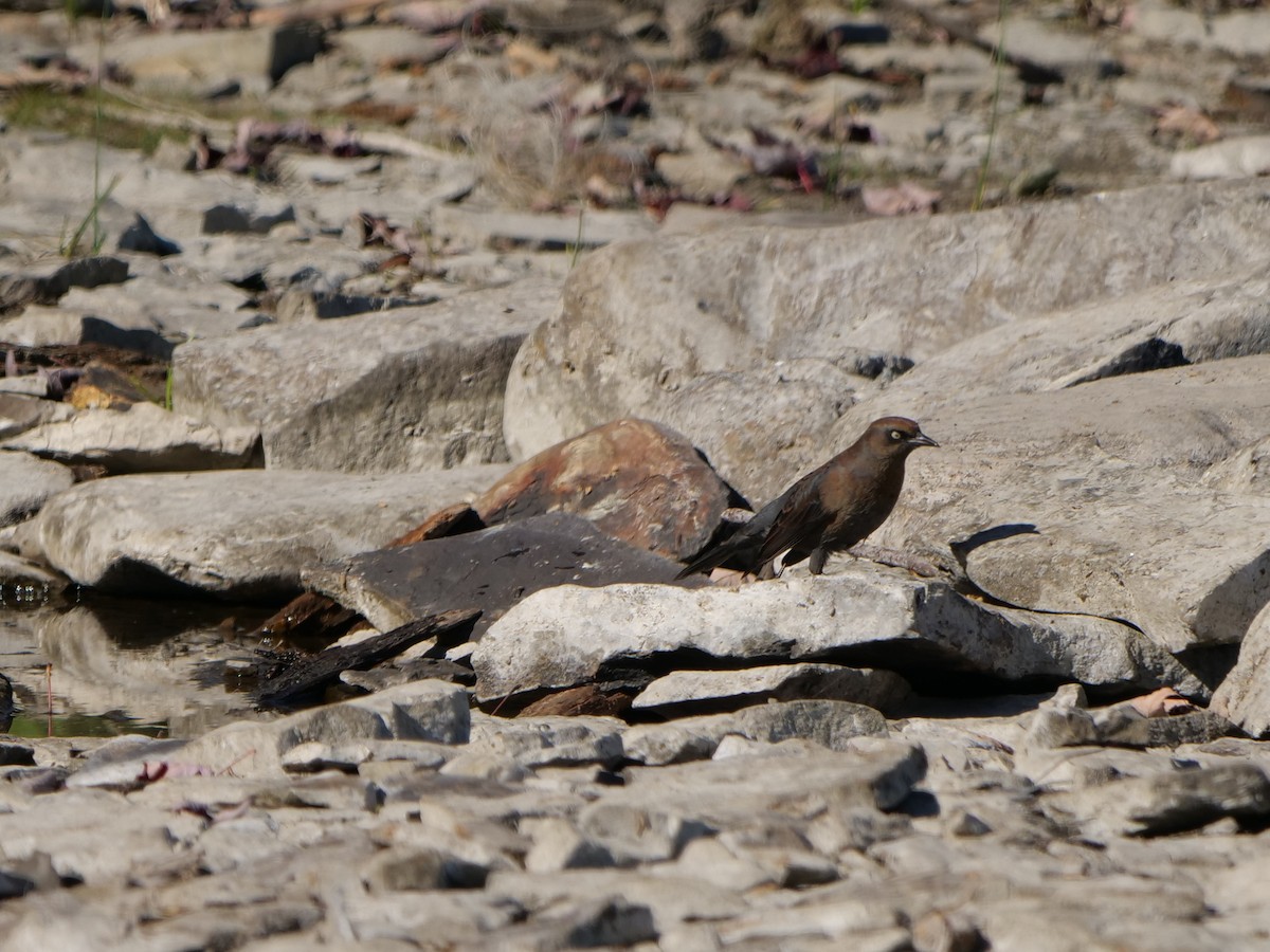 Rusty Blackbird - ML642210033