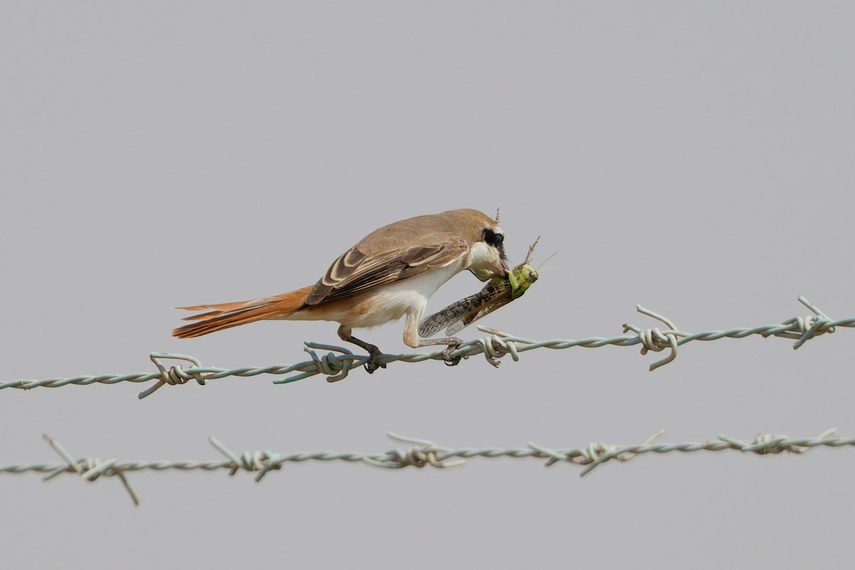 Red-tailed Shrike - ML642210058
