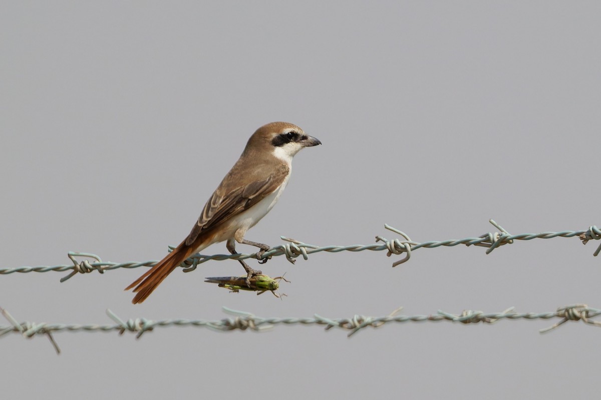 Red-tailed Shrike - ML642210059