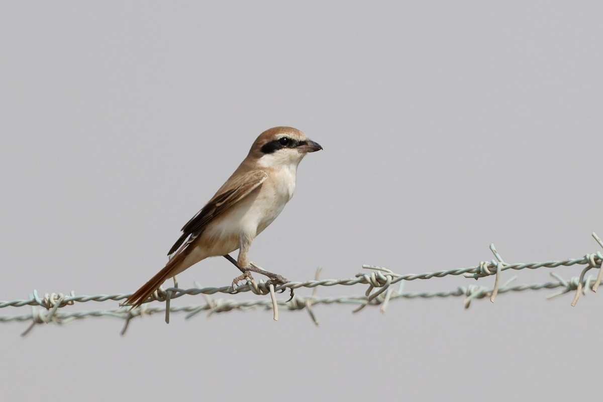 Red-tailed Shrike - ML642210060