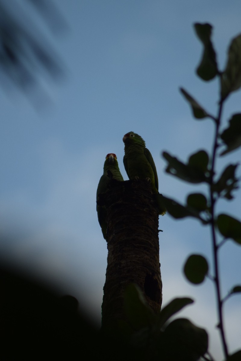 Red-lored Amazon - ML642210061