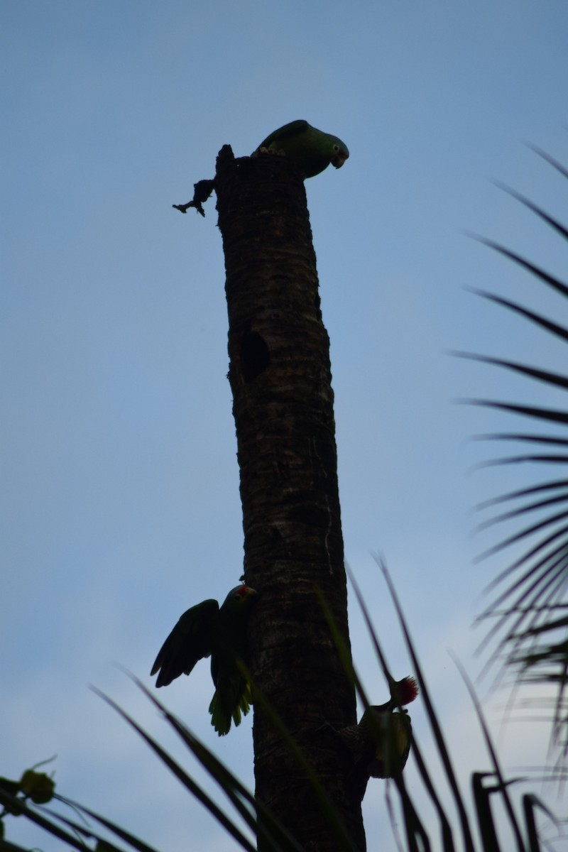 Red-lored Amazon - ML642210062