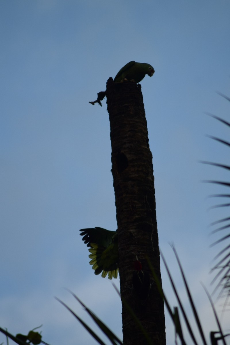 Red-lored Amazon - ML642210063