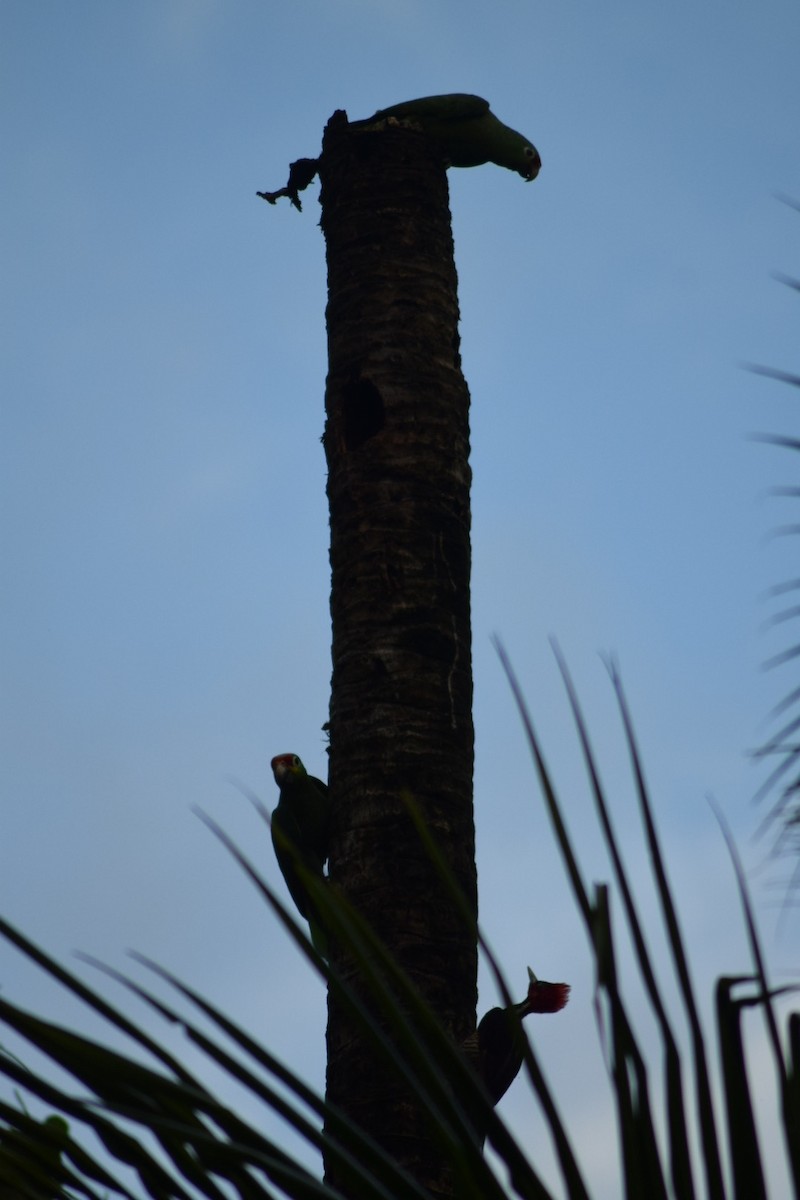 Red-lored Amazon - ML642210064