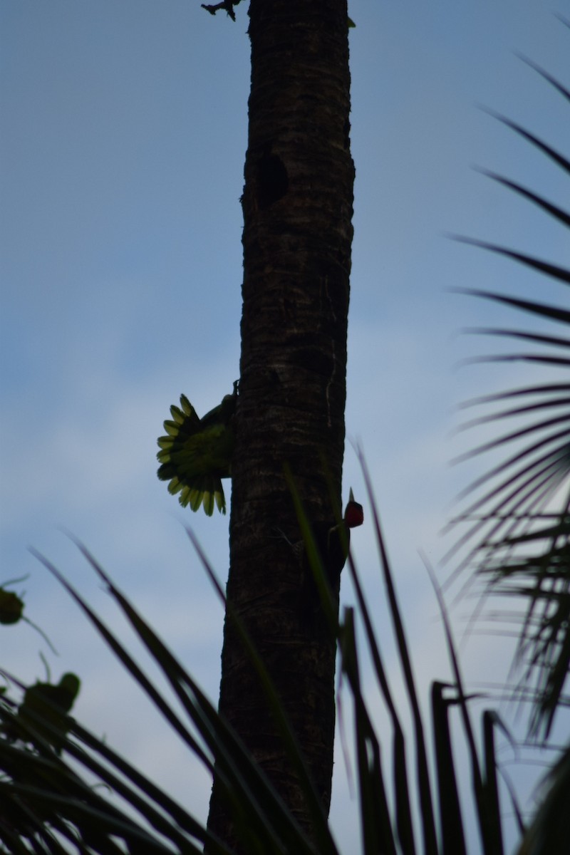 Red-lored Amazon - ML642210065