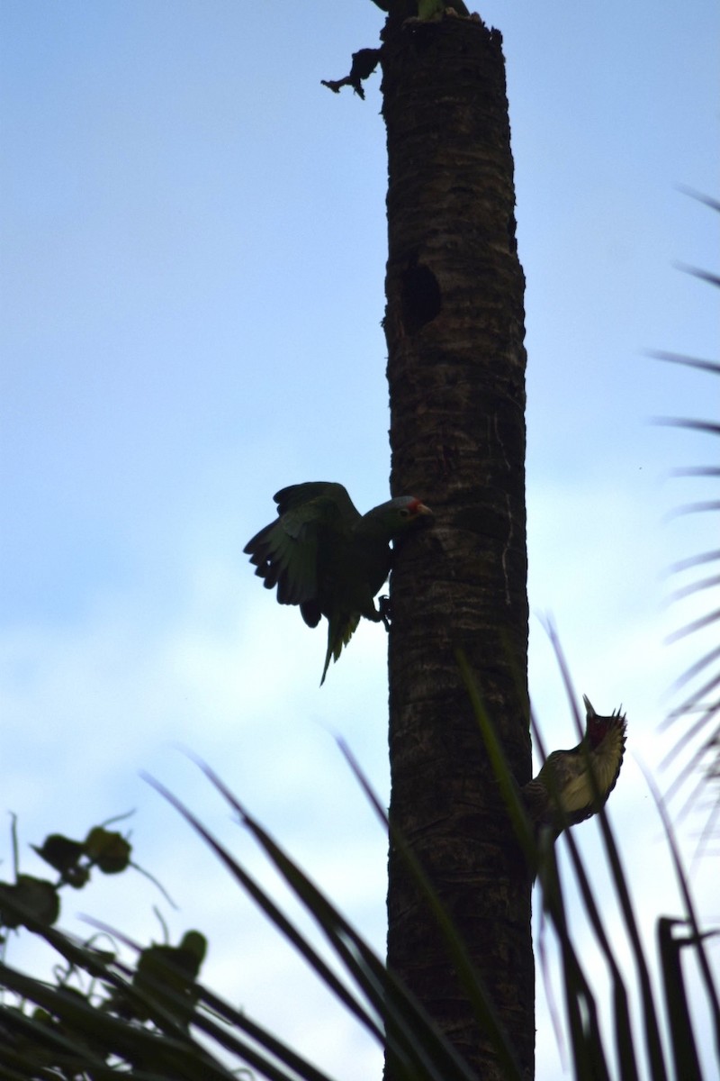 Red-lored Amazon - ML642210066