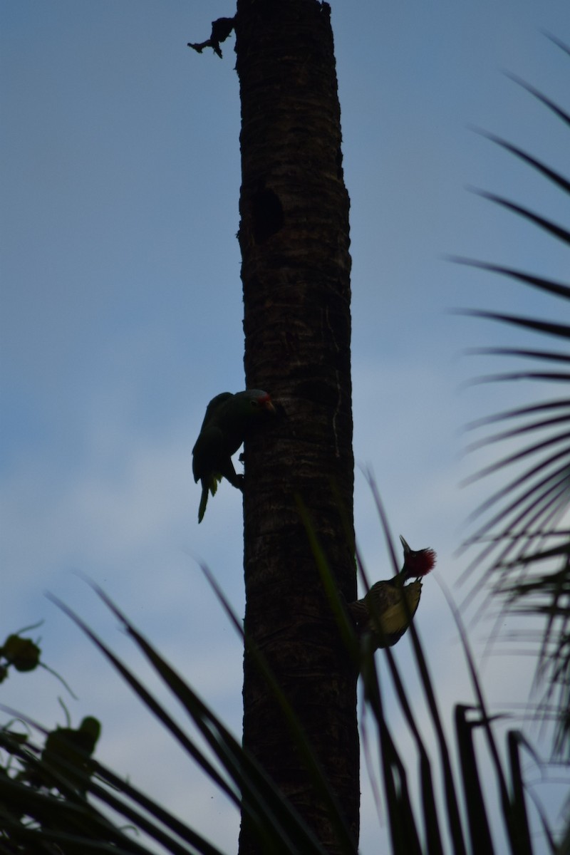Red-lored Amazon - ML642210067
