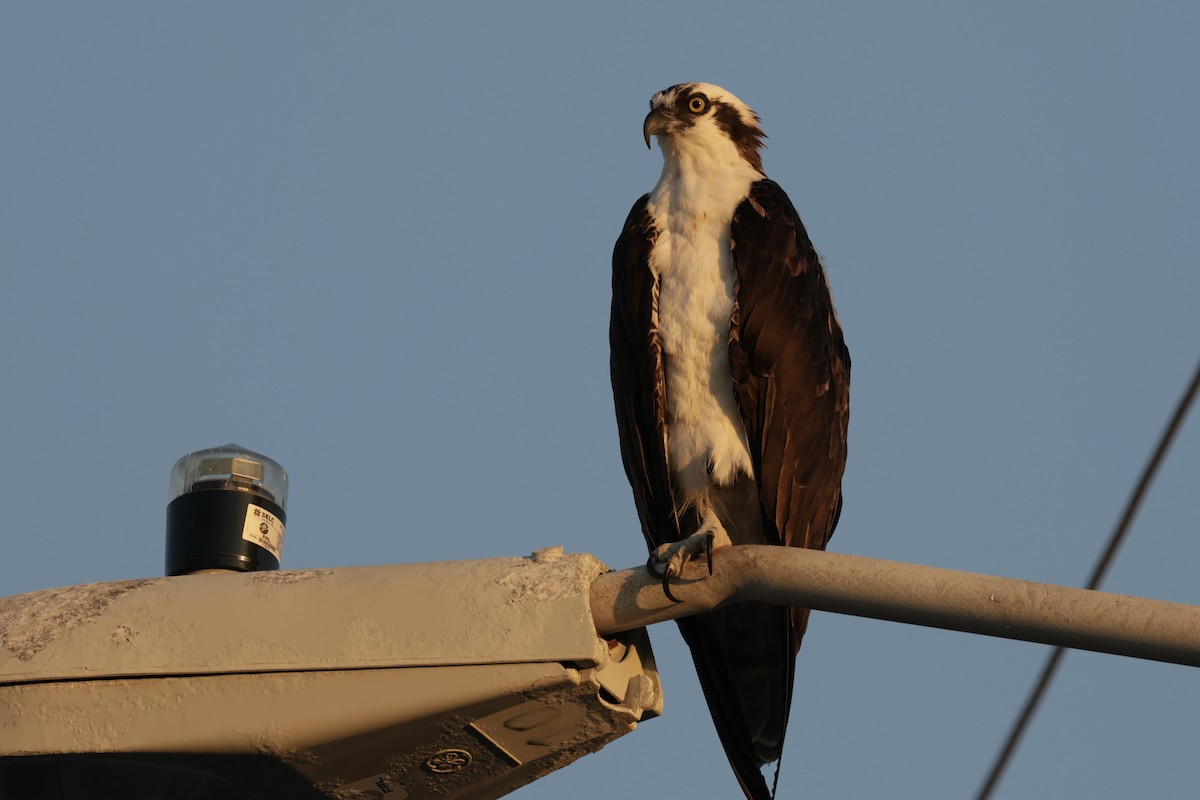 Osprey - ML642210070