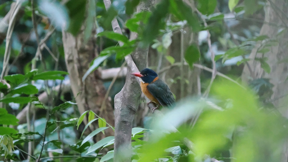 Green-backed Kingfisher (Black-headed) - ML642210074