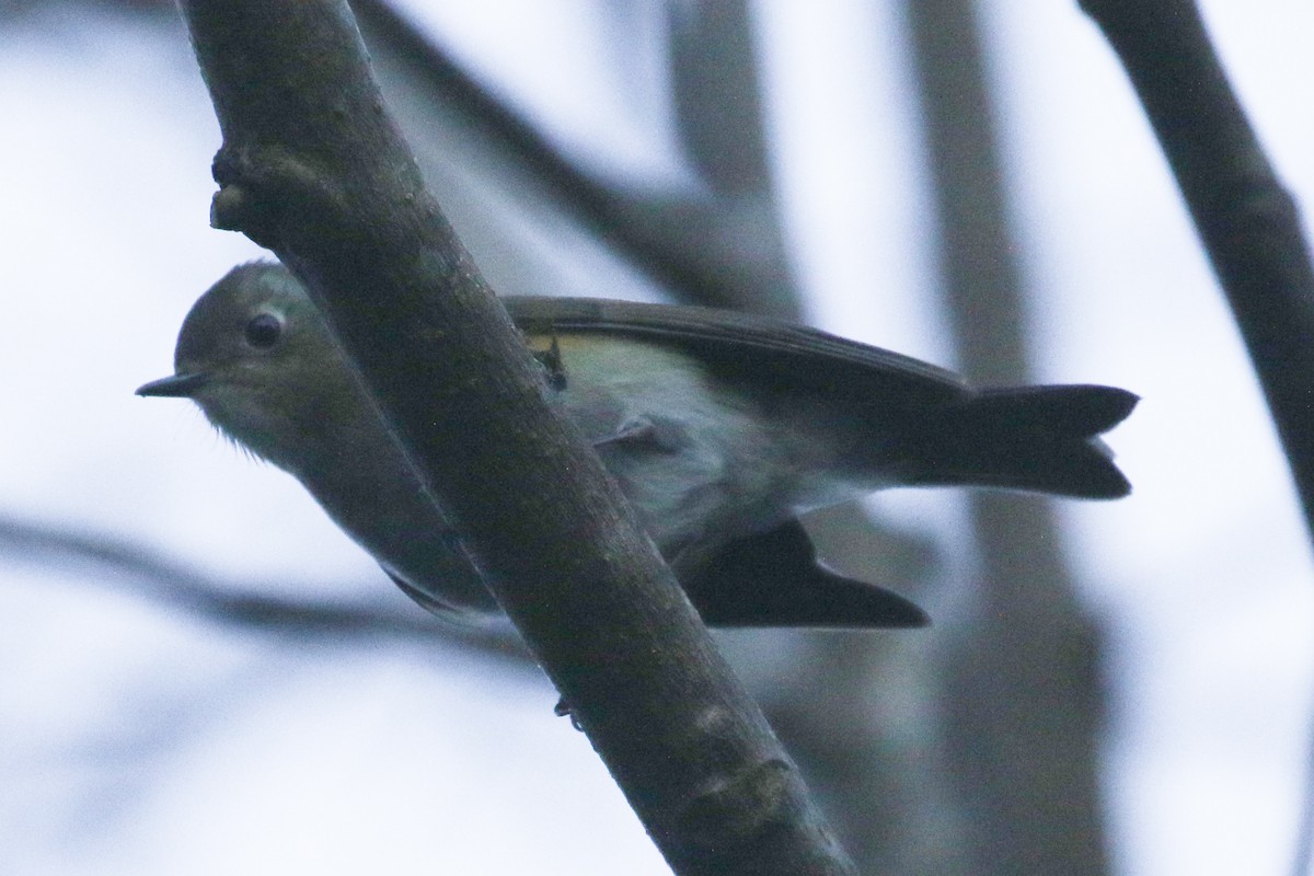 Himalayan Bluetail - ML642210075