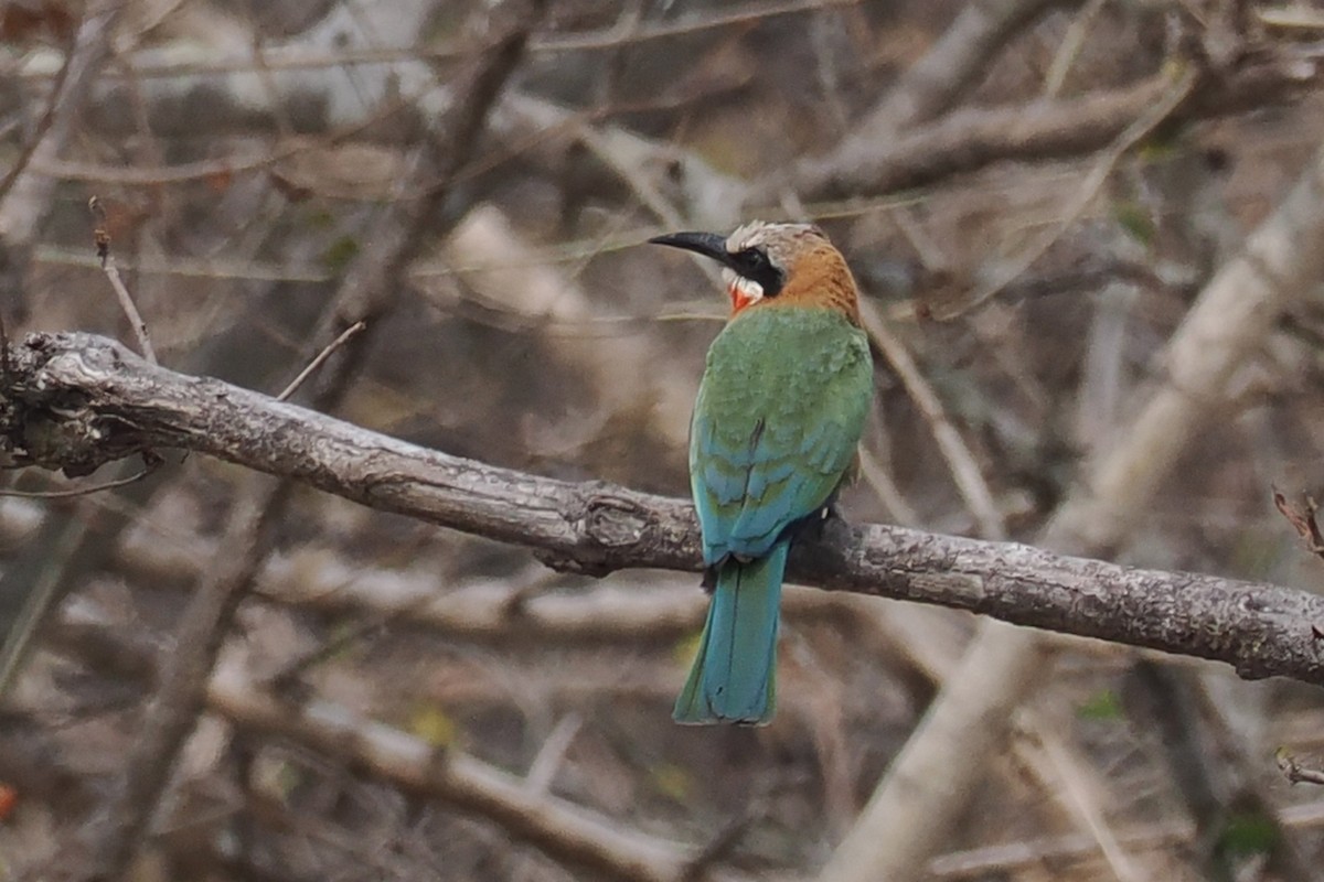 White-fronted Bee-eater - ML642210076