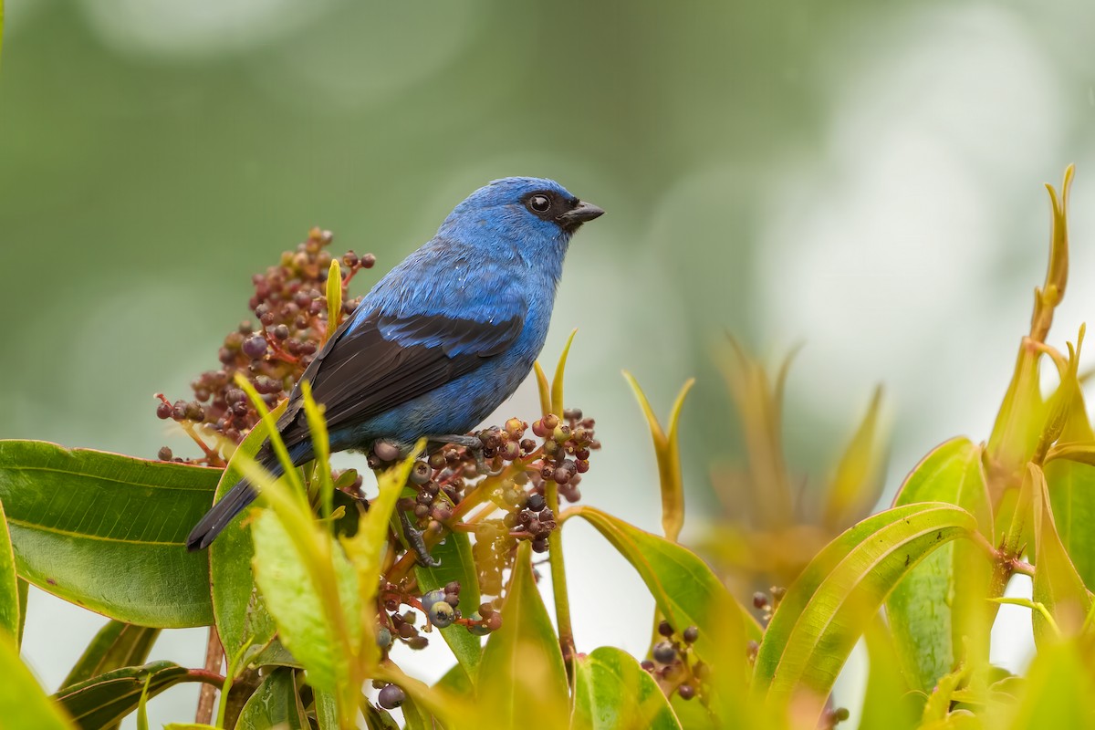 Blue-and-black Tanager - ML642210079
