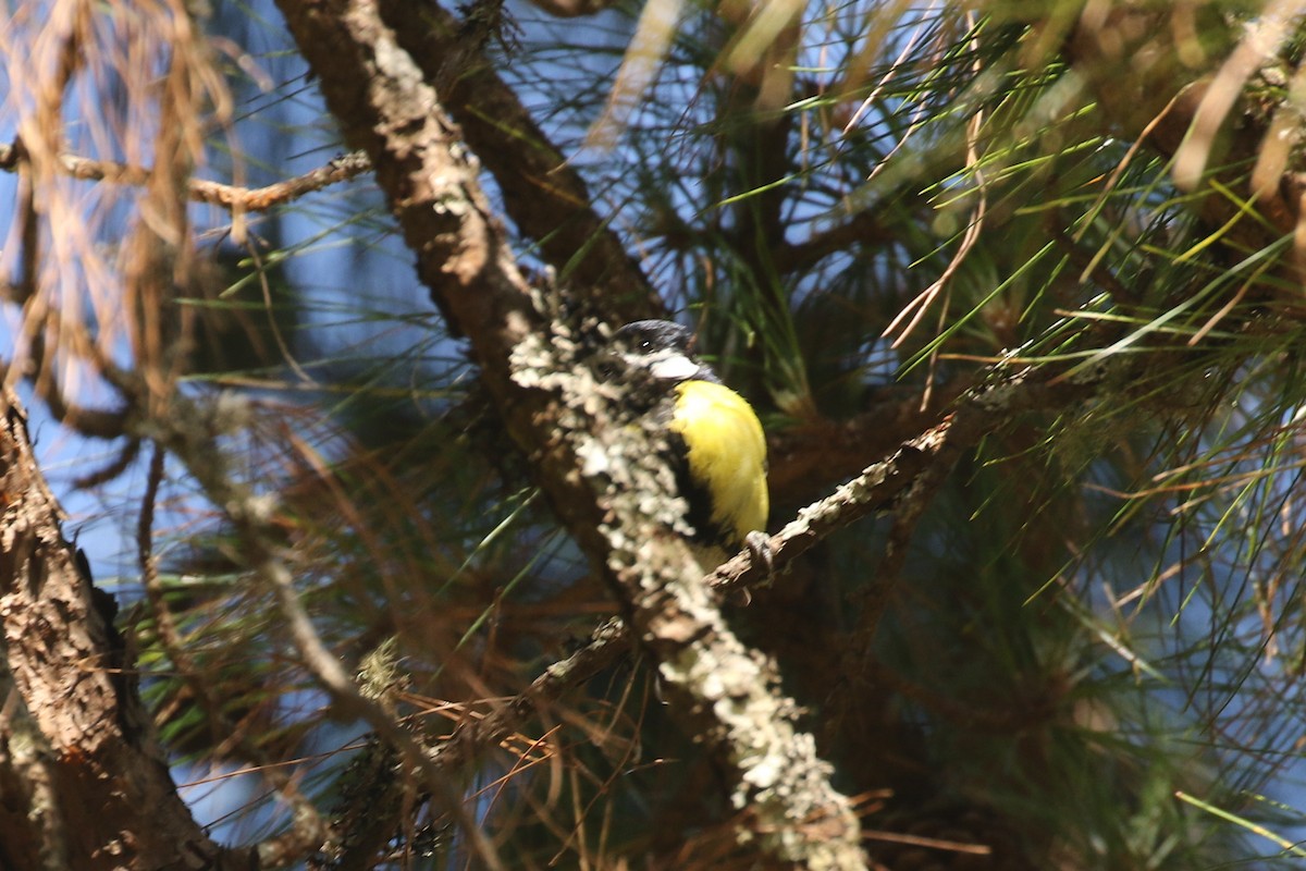 Green-backed Tit - ML642210081