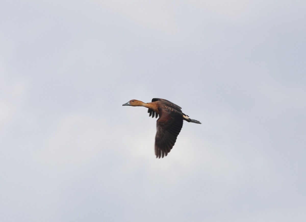Fulvous Whistling-Duck - ML642210082