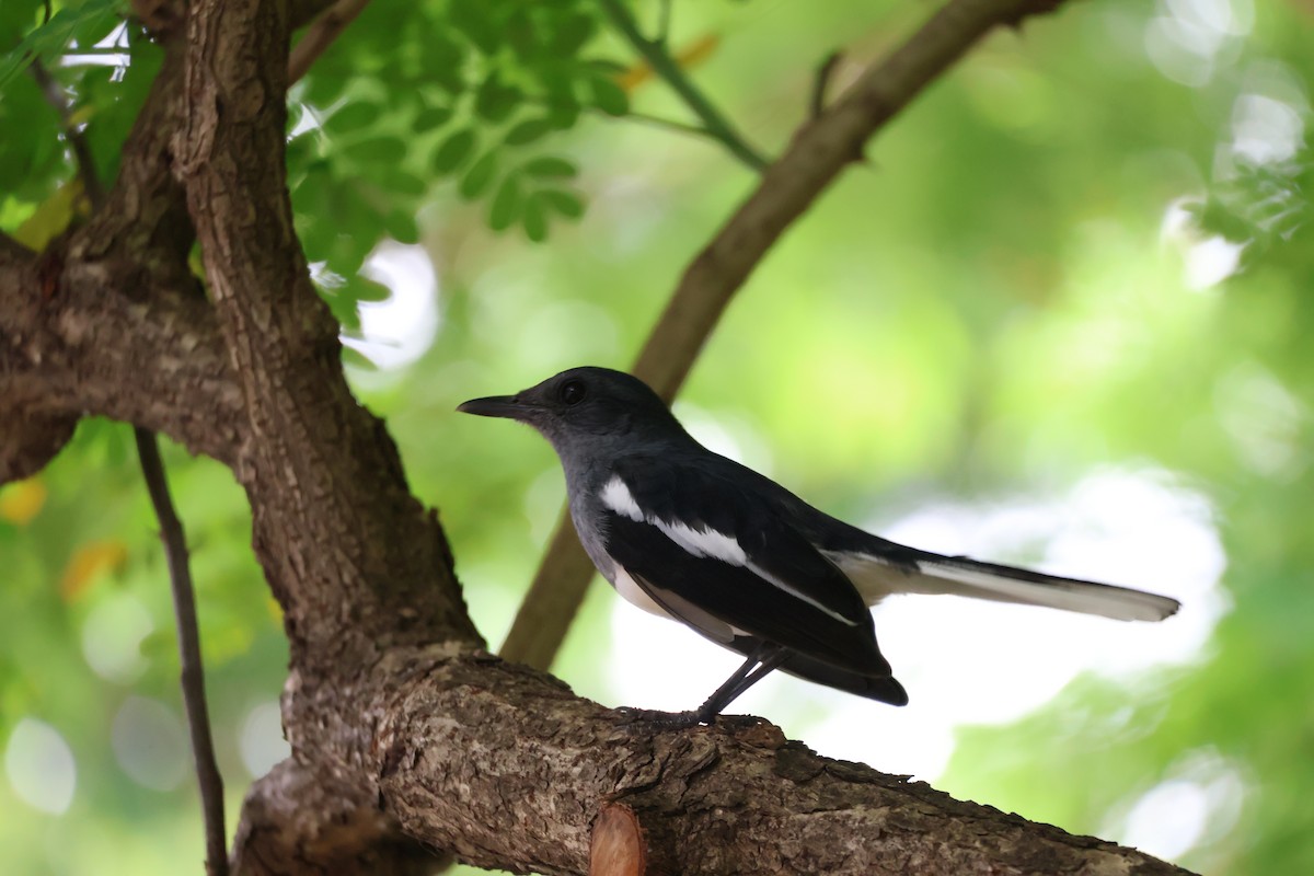 Oriental Magpie-Robin - ML642210083