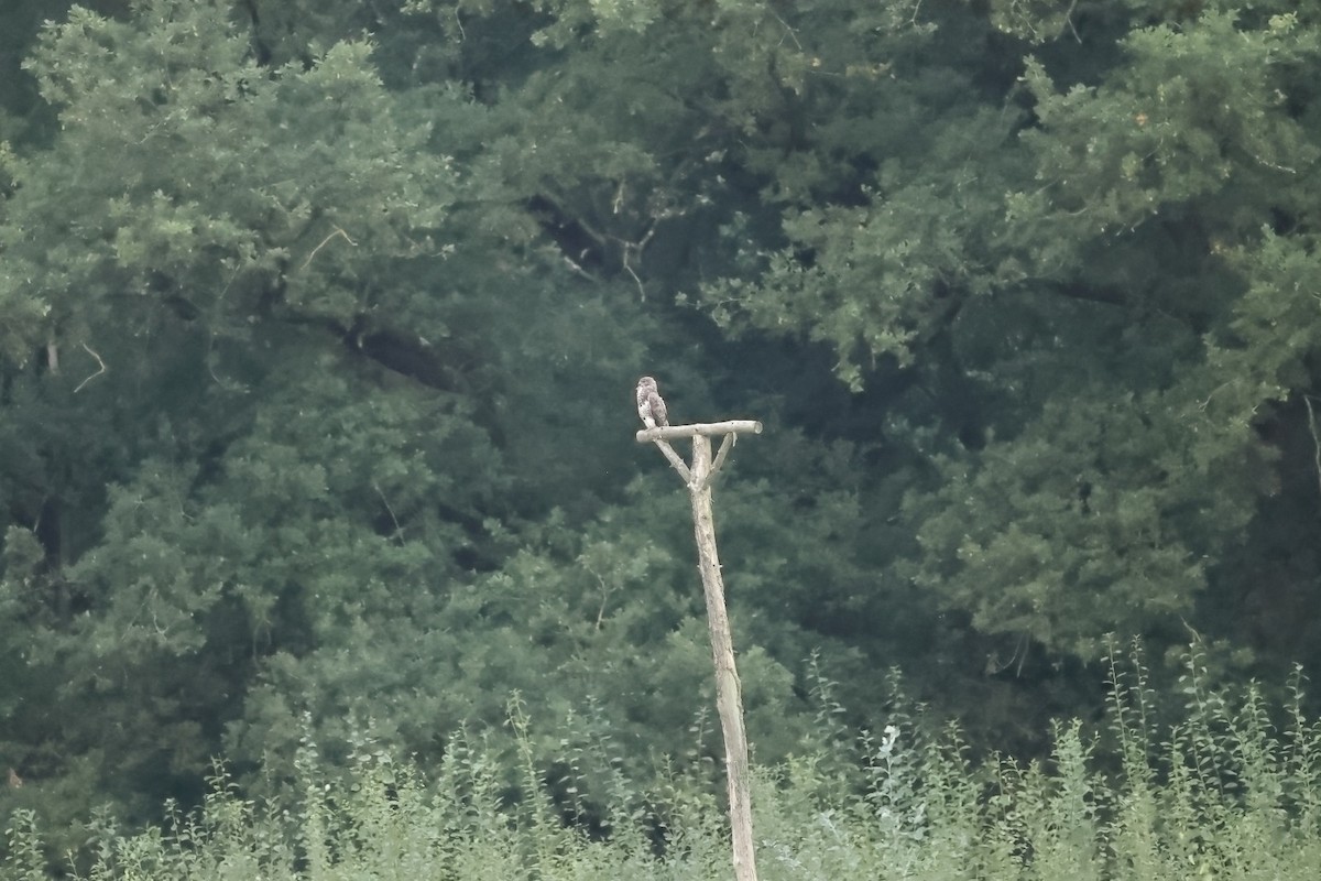 hawk sp. - ML642210084