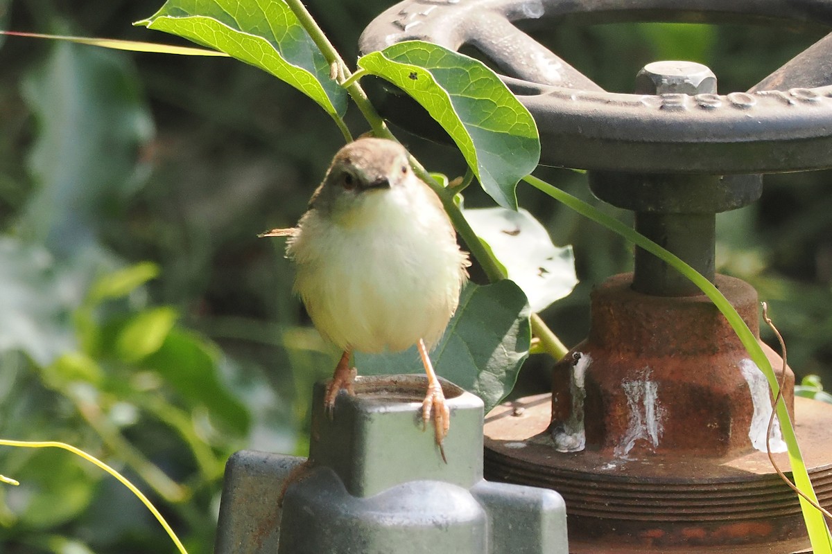 Tawny-flanked Prinia - ML642210085